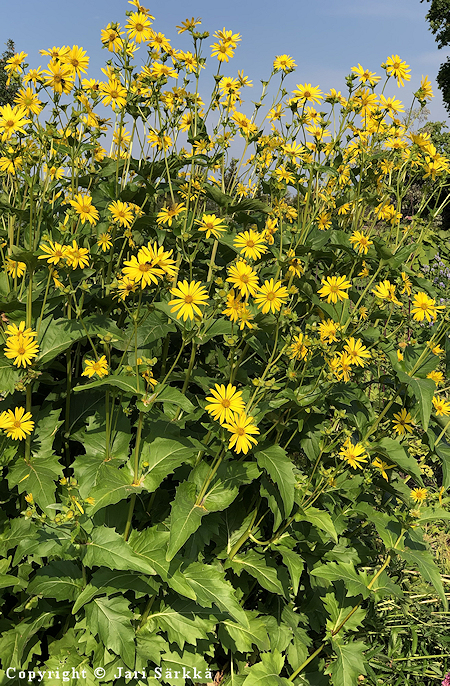 Silphium perfoliatum, levekompassikukka